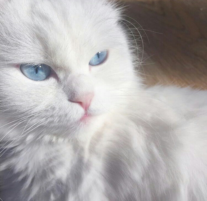 白猫
