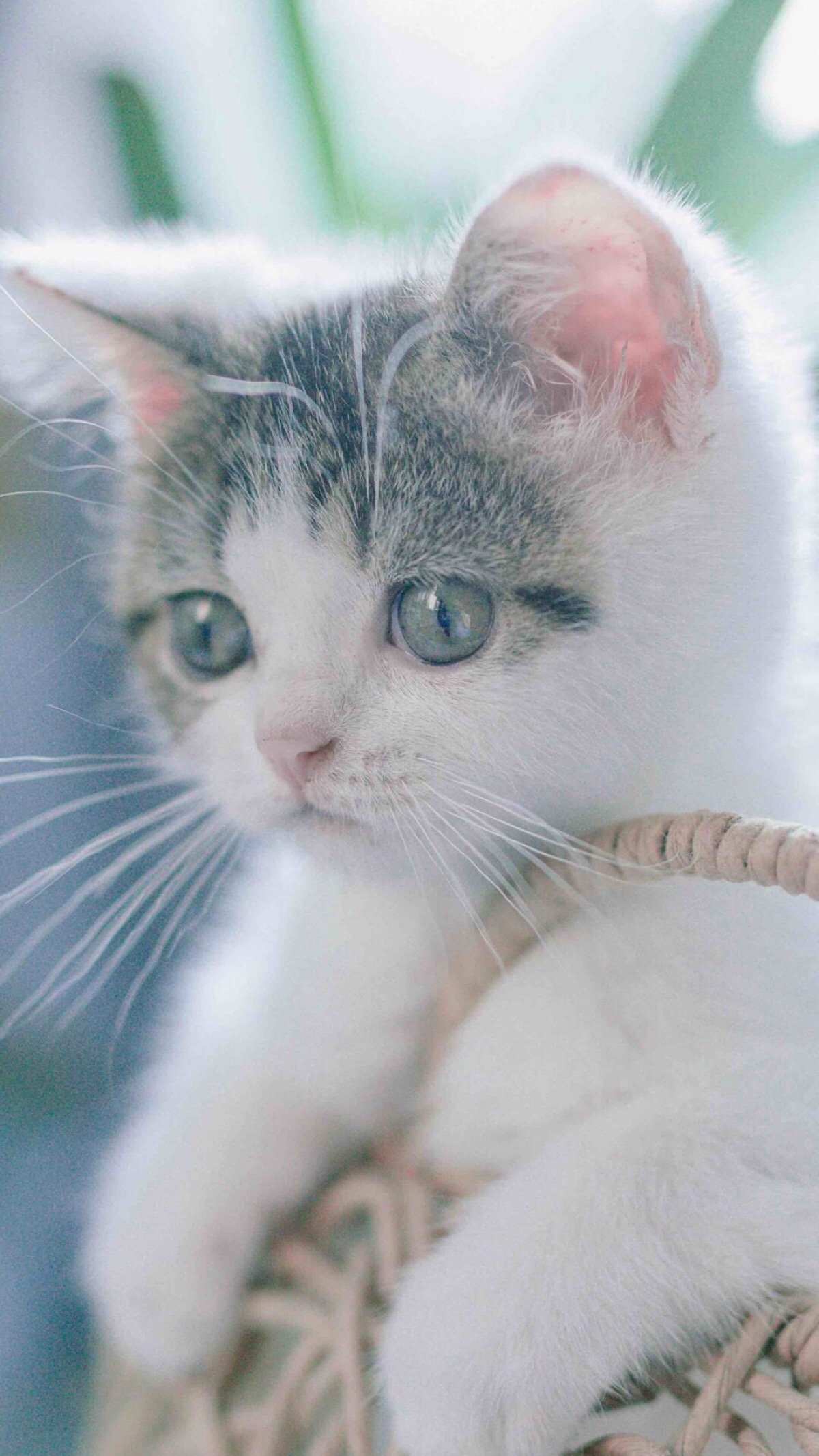 头像 萌宠 喵星人 汪星人 兔子 可爱 呆萌 搞怪 个性 猫咪 可爱 动物