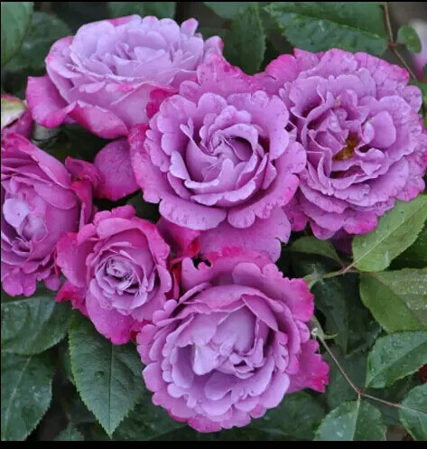 紫色或紫色混合,杂交茶香月季