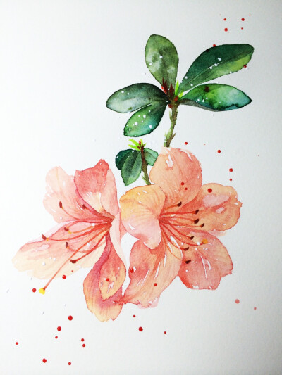 手绘水彩花卉 〕 作者" 冰儿萧萧