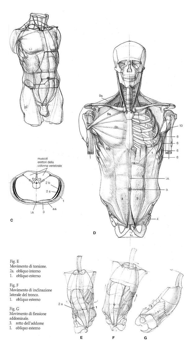 人体 绘画 教程 骨骼