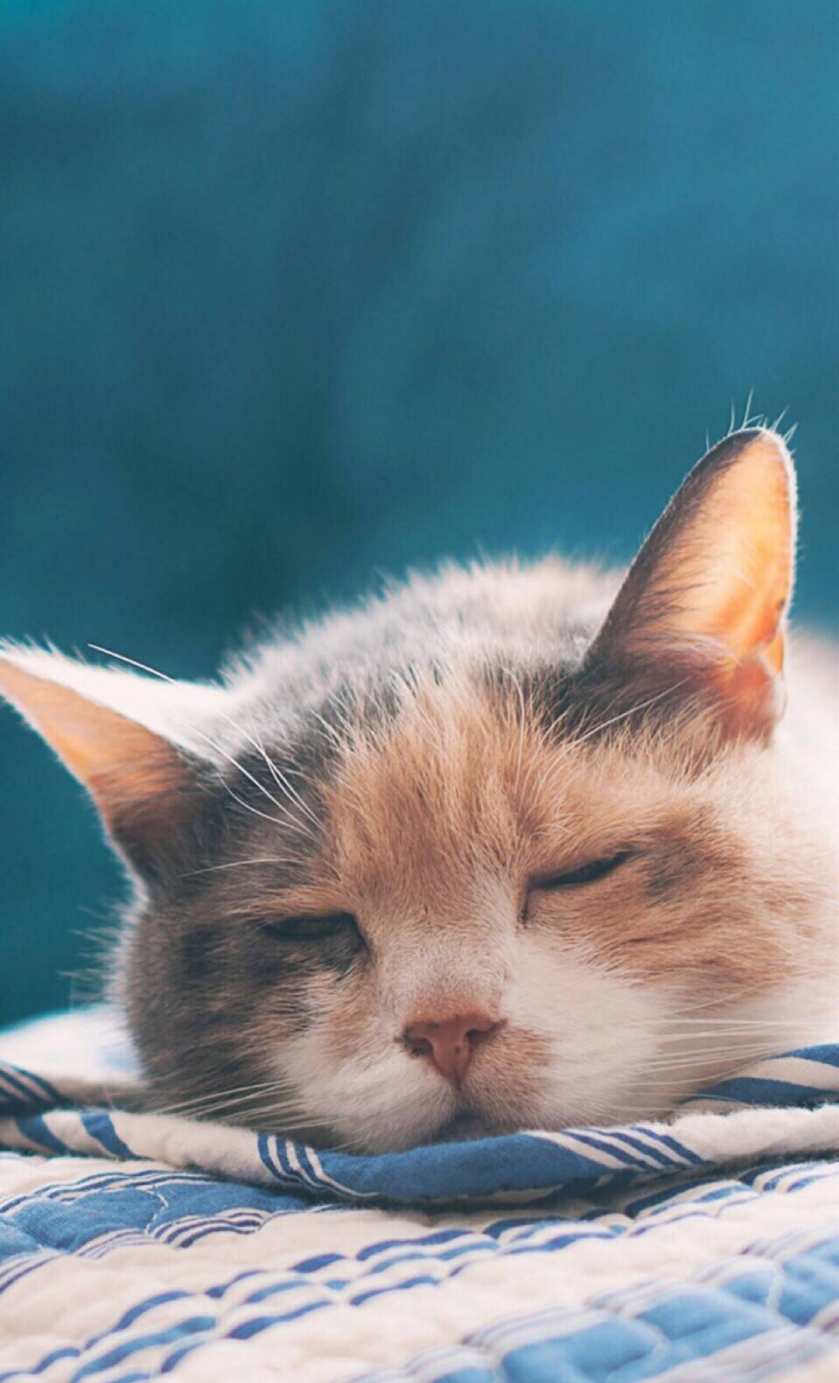 搞怪 个性 猫咪 可爱 动物 大眼猫 萌娃 萌萌哒 甜美系动物 锁屏壁纸