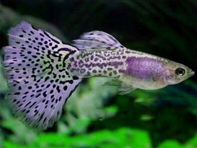 各样孔雀鱼