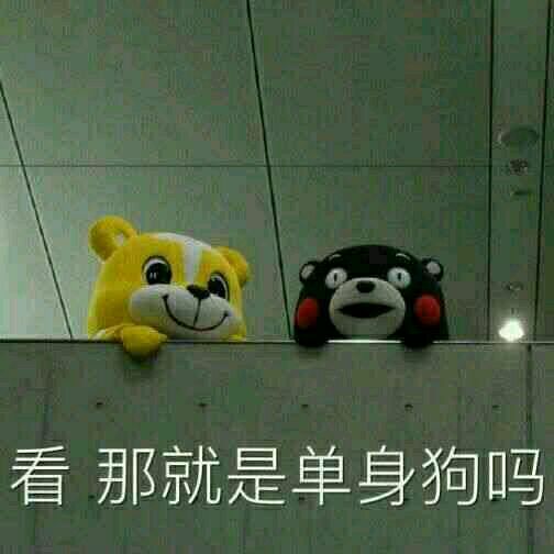 表情包 熊本熊 看 那就是单身狗吗