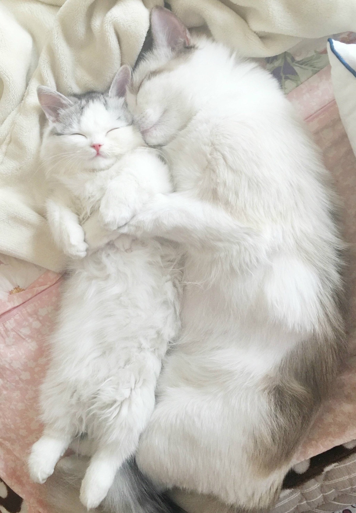 郭斯特的狐狸和馒头 猫咪