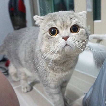 大喵 壁纸 头像 喵星人 折耳猫^ω)喵
