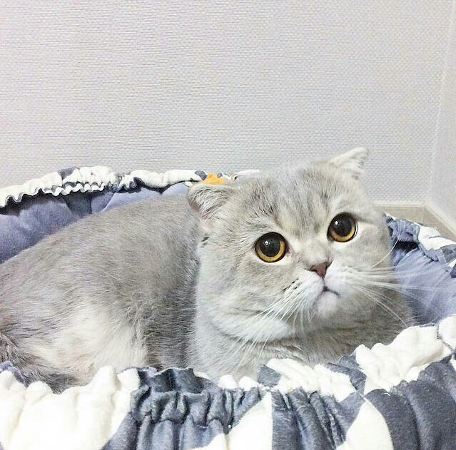 大喵 壁纸 头像 喵星人 折耳猫^ω)喵