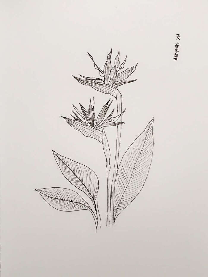 天堂鸟(鹤望兰)