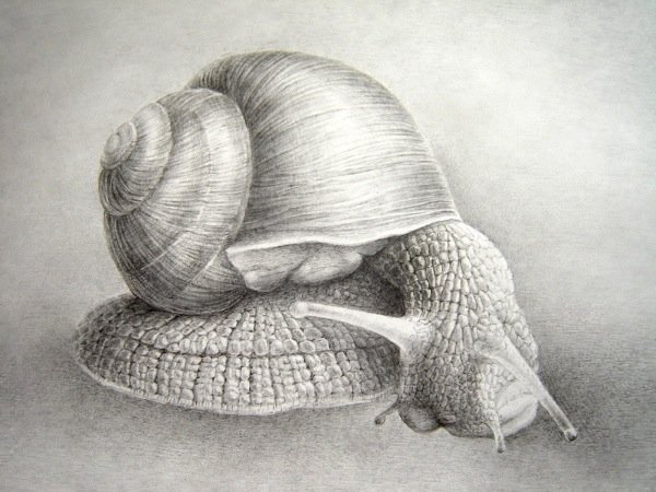 国外画家asaria marka写实素描画
