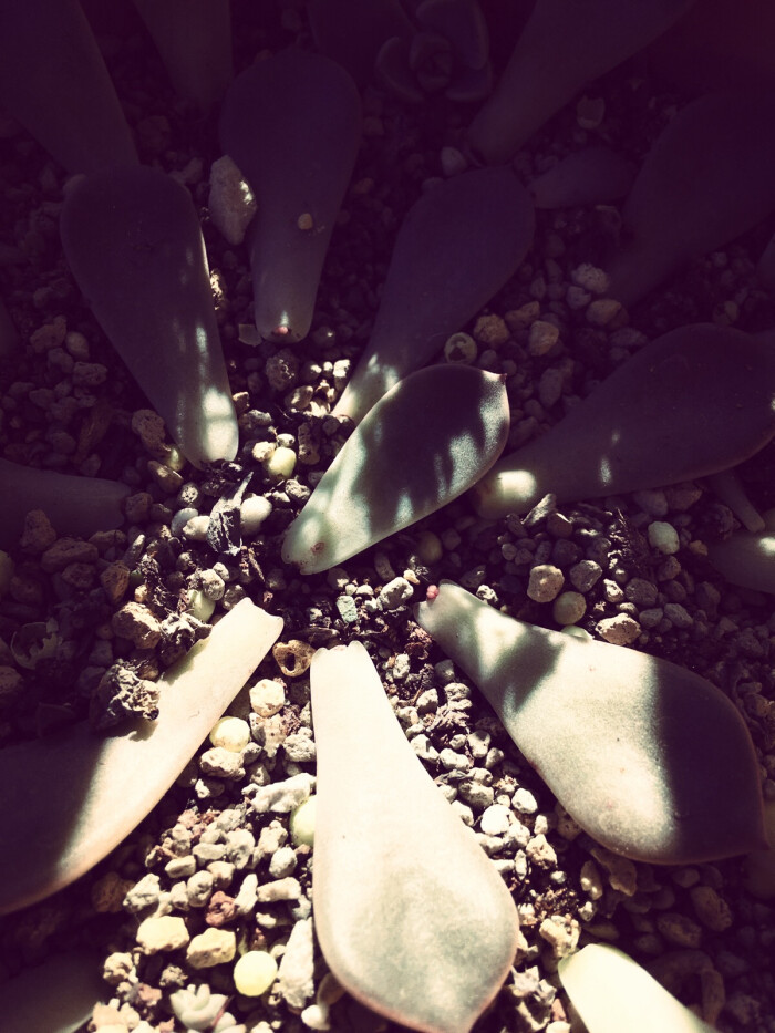 有没有看到萌萌的小粉芽 高产的pink君新一批小崽儿悄悄的发芽了