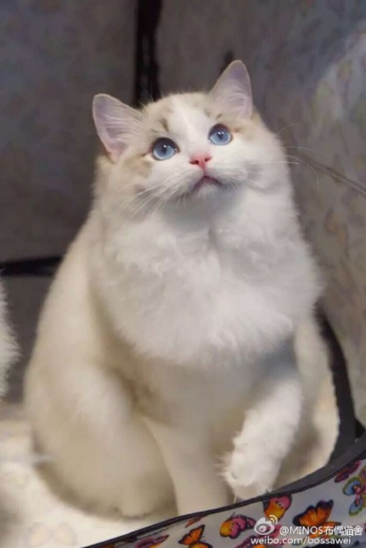 布偶猫