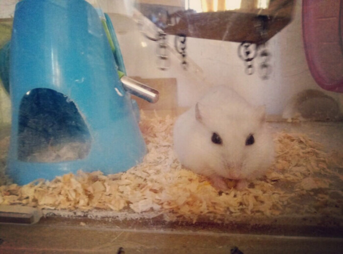 小银狐仓鼠