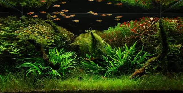 鱼缸中的造景艺术,美到窒息的水下世界