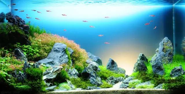 鱼缸中的造景艺术,美到窒息的水下世界