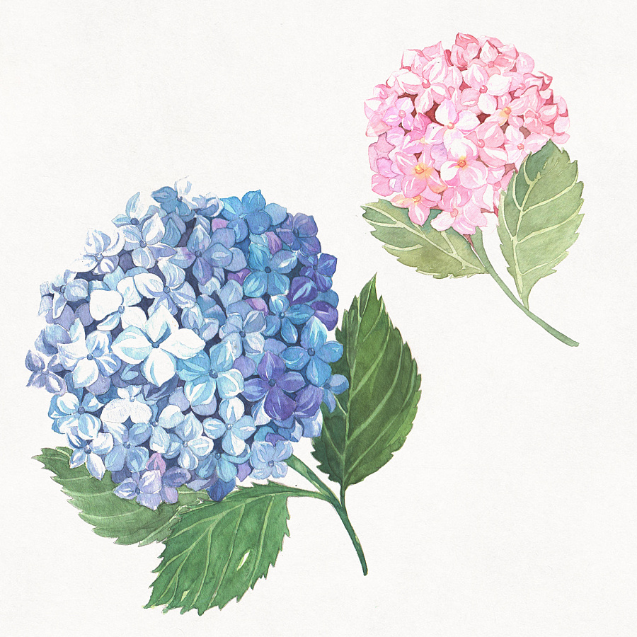 水彩花卉绘画习作插画枣铃