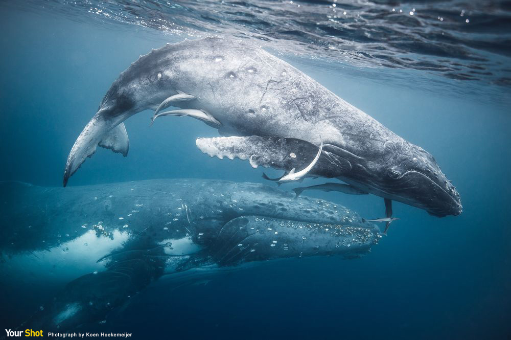 鮨鲸图片