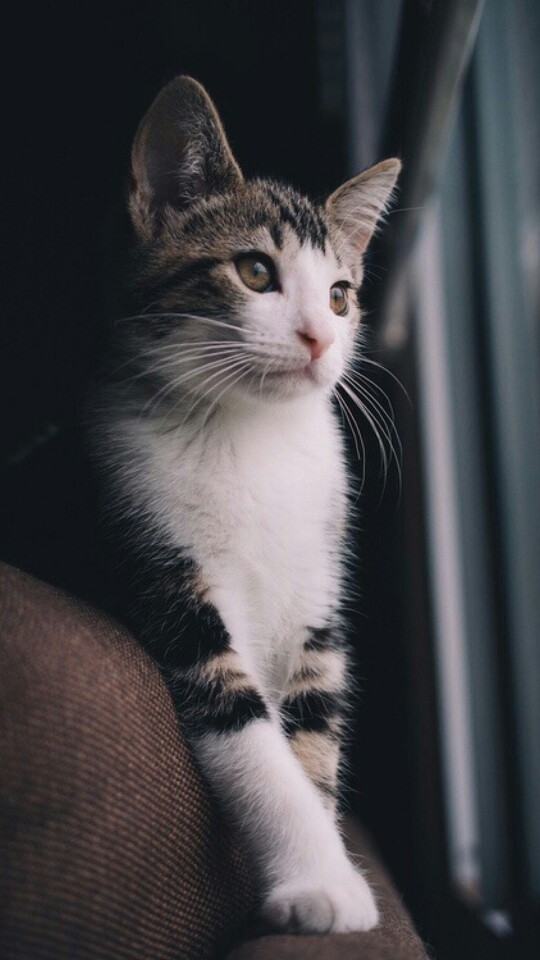 搞怪 个性 猫咪 可爱 动物 大眼猫 萌娃 萌萌哒 甜美系动物 锁屏壁纸