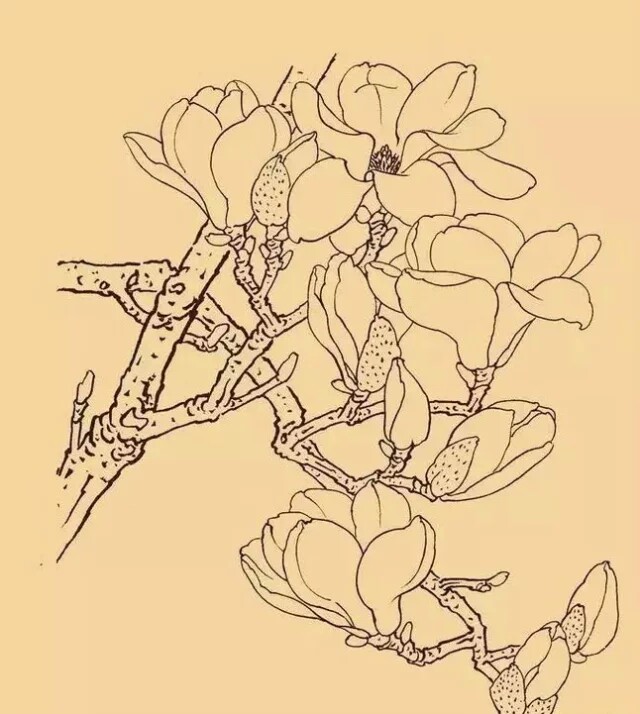玉兰为早春之花,先叶而开,象征春天及美好的事物,反映人们对美好事物图片