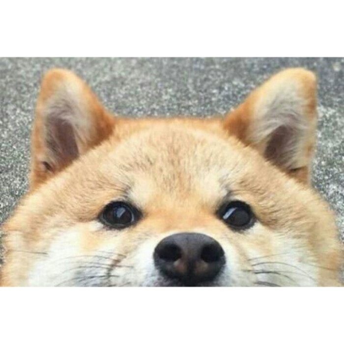 情头