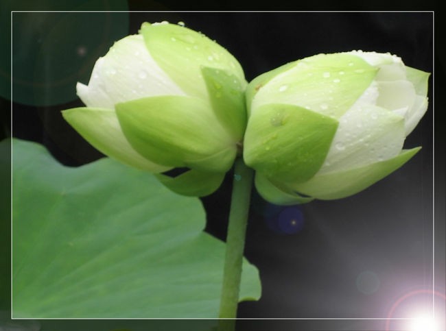 并蒂莲 