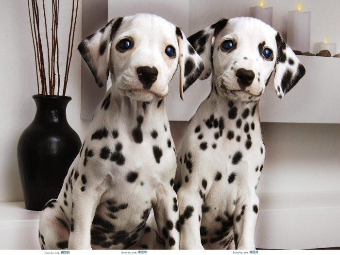 全名:大麦町犬 dalmatian,俗称斑点狗,因身上的斑点而得名,原产地
