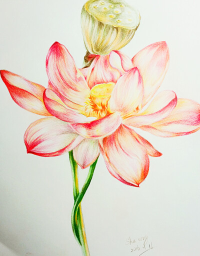 彩铅手绘,芙蕖,《夏之绘》临摹