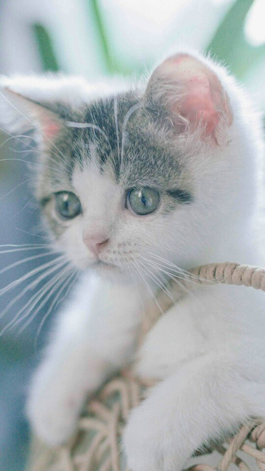 可爱#猫咪##喵星人##手机壁纸