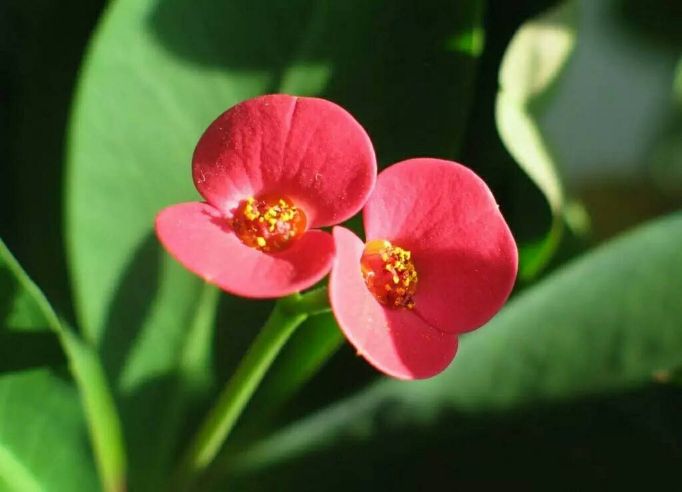 虎刺梅 