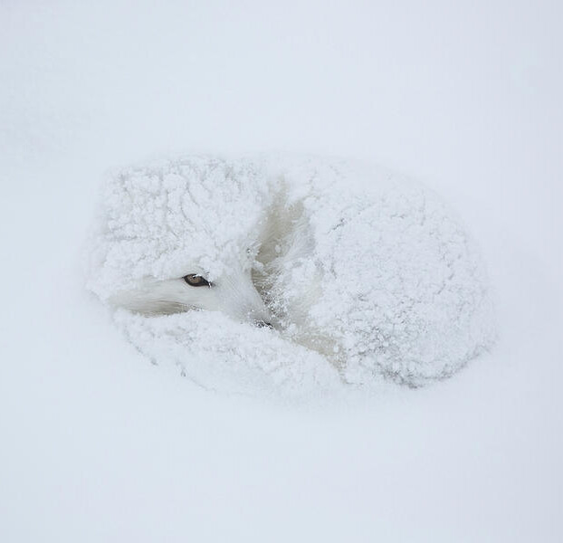 巨雪狐和雪狐土豪金图片