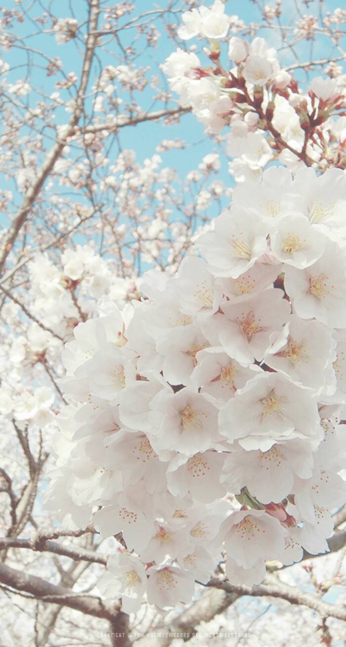 壁纸 插图 锁屏 主题 繁花似锦