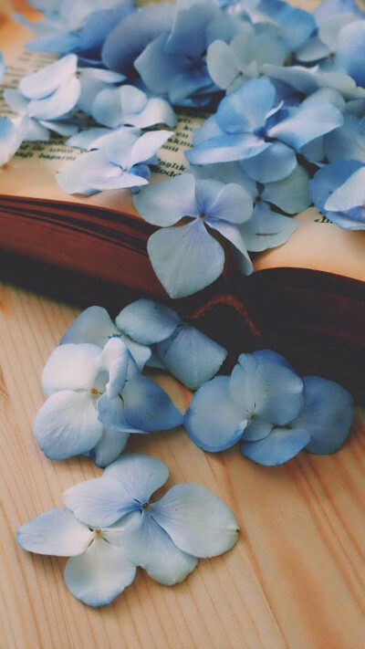 壁纸 插图 锁屏 主题.花瓣雨