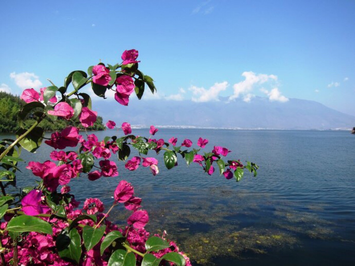 蓝天大海花朵的图片图片