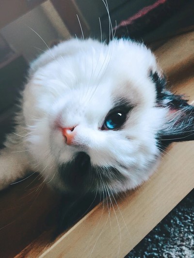 小猫萌宠喵星人汪星人兔子可爱呆萌搞怪猫咪个性可爱地铁有动物到大熊猫图片