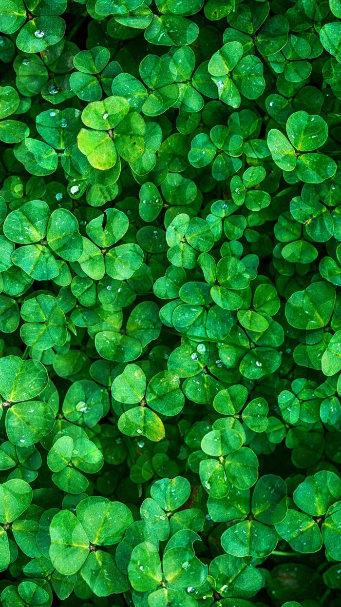 【幸运草】爱尔兰民间传说,四叶三叶草能带来好运,是爱尔兰最知名的