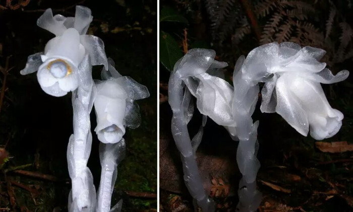 水晶兰(死亡之花)