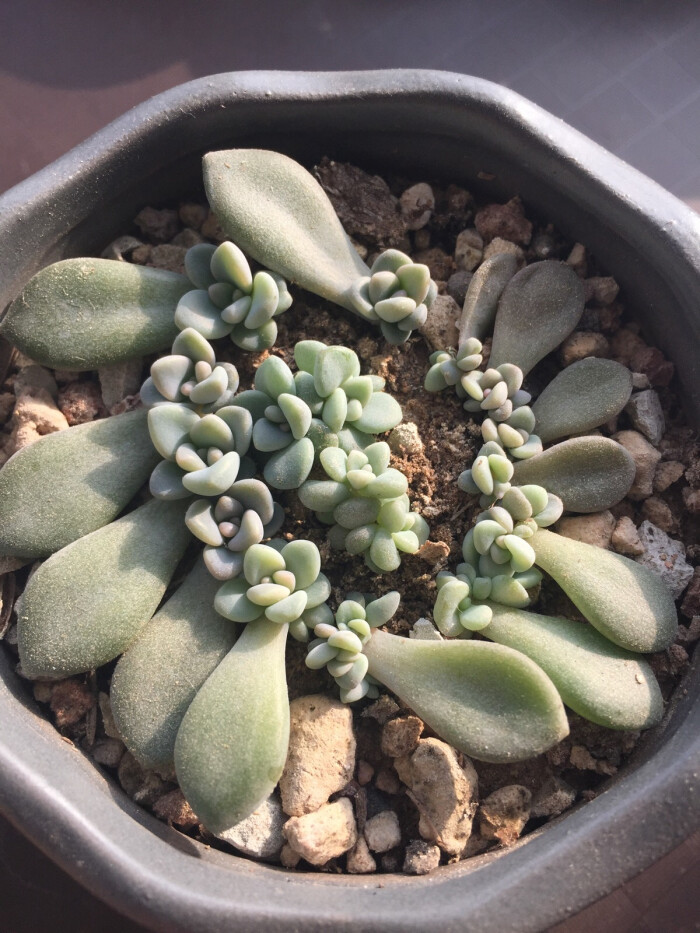 冬美人 叶插 长大了点