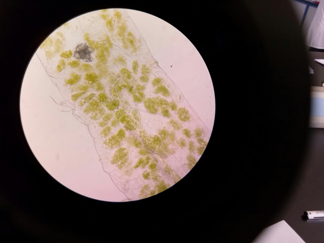 普通光学显微镜下菠菜叶片纵切结构图(40×)