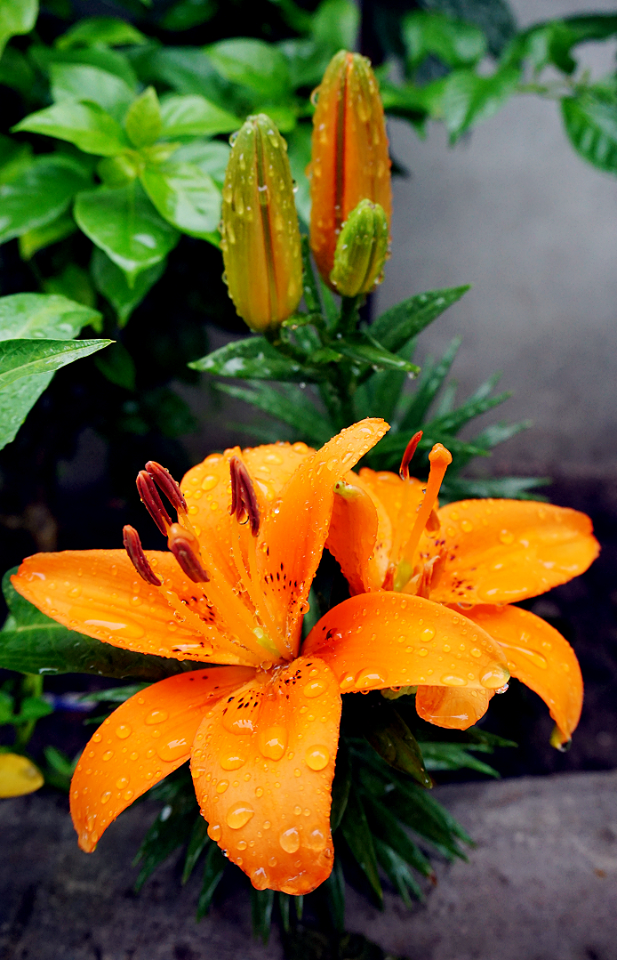 百合花 