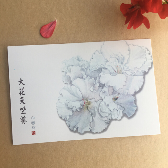 彩铅手绘明信片 天竺葵