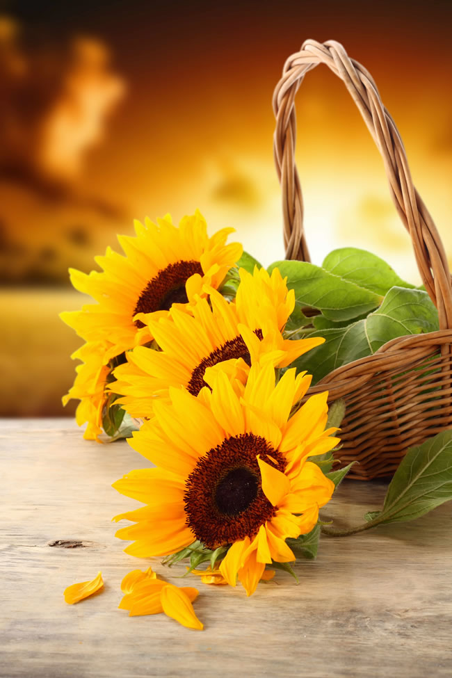 向日葵(拉丁文:helianthus annuus),属向日葵族,一年生本,高1～3.5米.