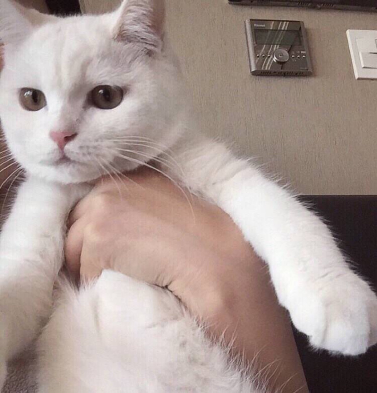 喵喵 白色 背景图 宠物 可爱