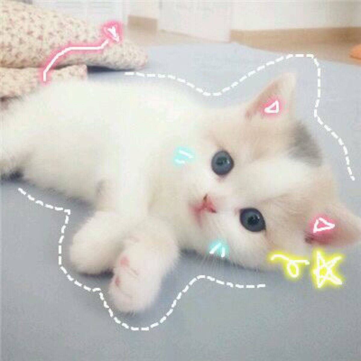 [猫咪表情][可爱表情][软妹表情]喵星人 汪星人 表情包 可爱 萌