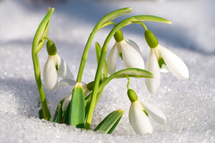 雪滴花的名字最早出现于17世纪德国的文献中,那时新流行的一种泪珠状