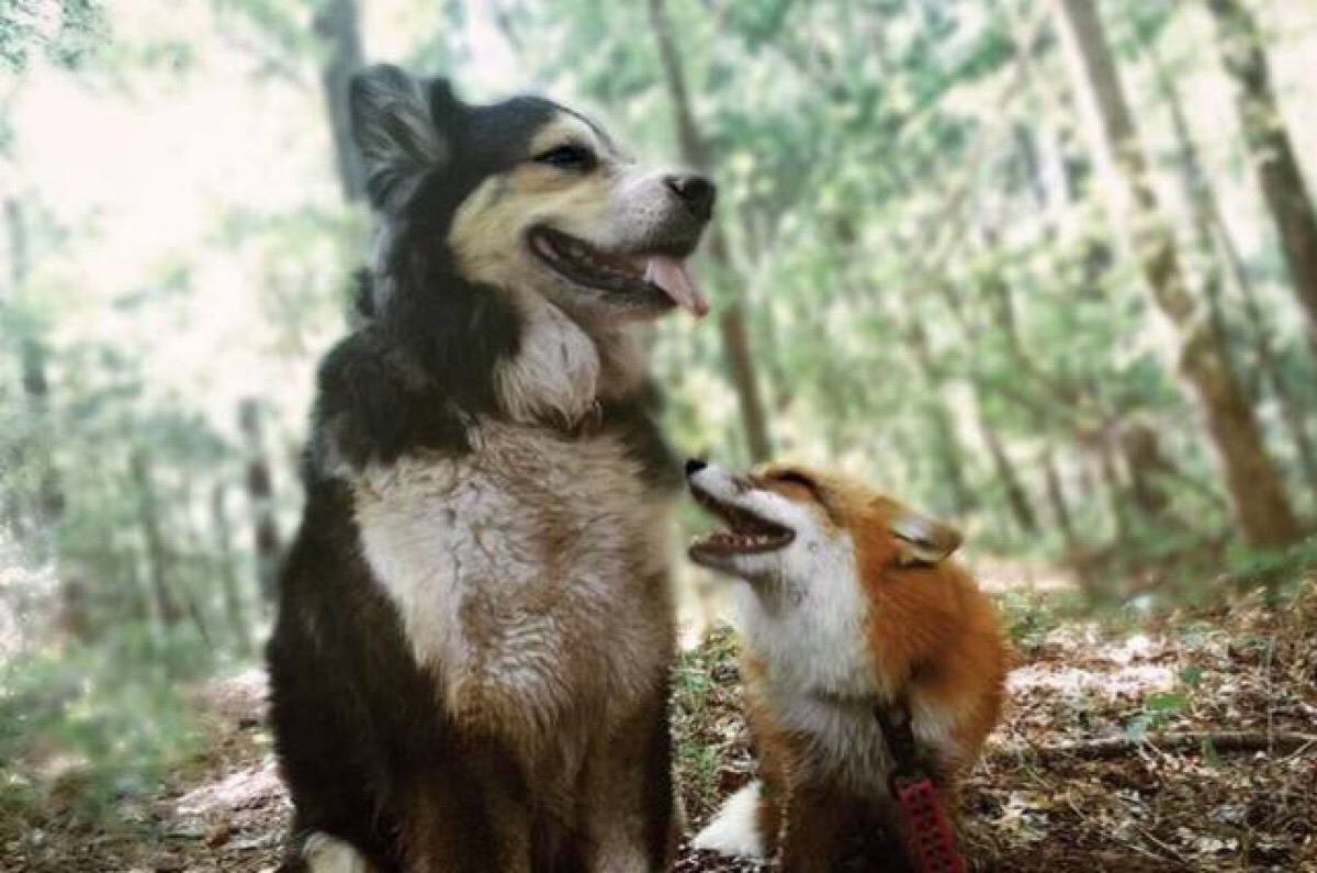 狐狸与狗:我们爱彼此