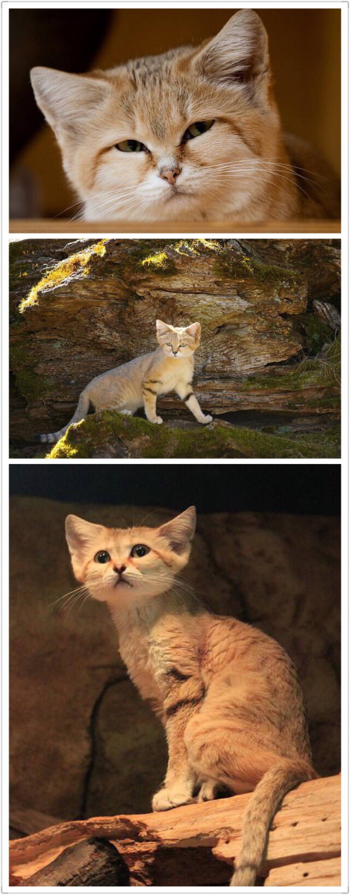沙漠猫 