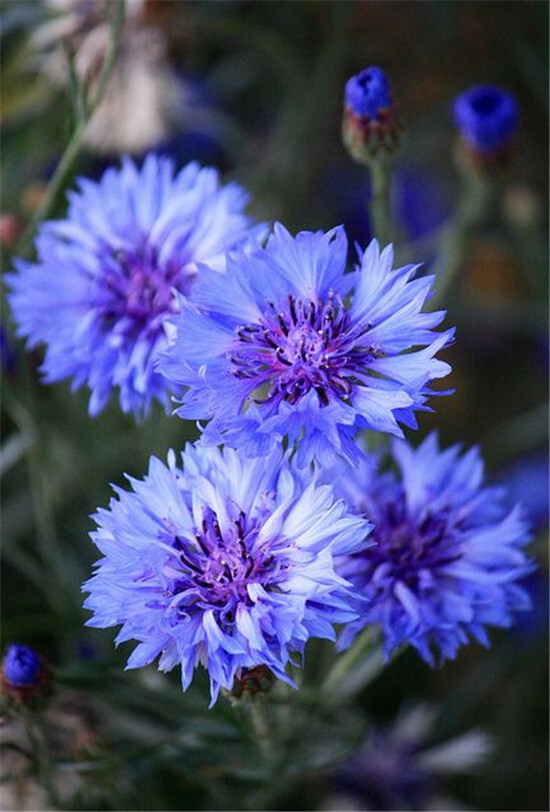 矢车菊(拉丁学名:centaurea cyanus l.