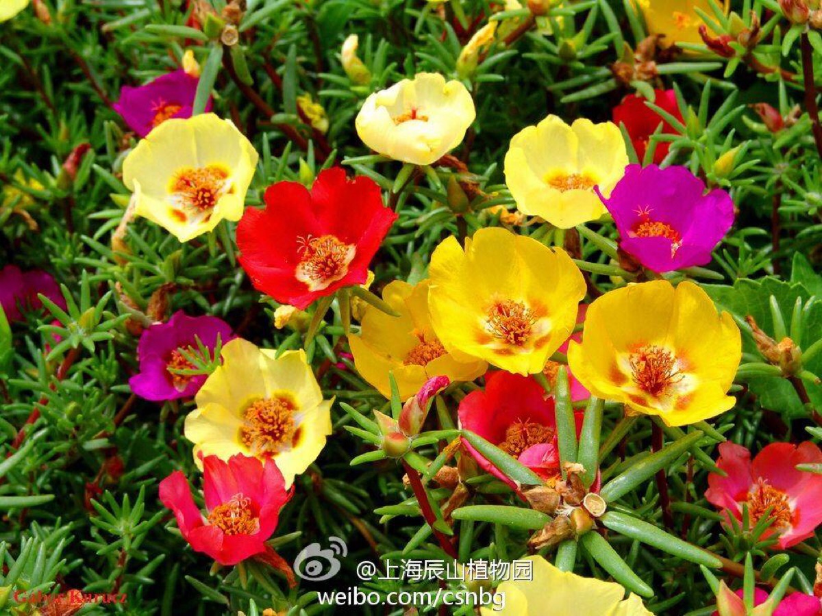 大花马齿苋见阳光花开,早,晚,阴天闭合,故又有太阳花,午时花之名.
