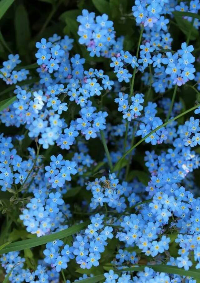 花草-堆糖,美好生活研究所