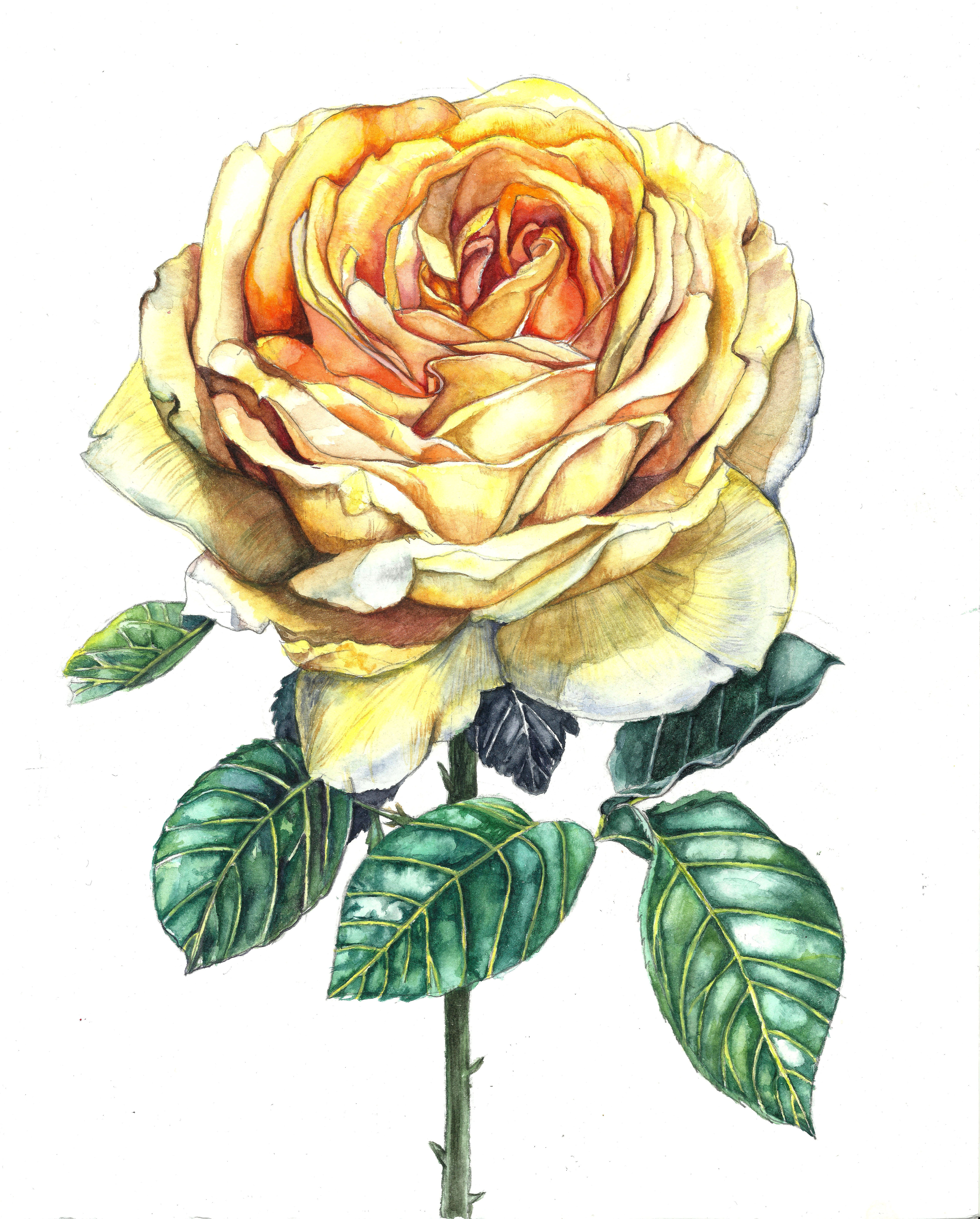 练习 黄玫瑰 今年最后一画,今年的最大收获就是捡起了绘画,让起伏的