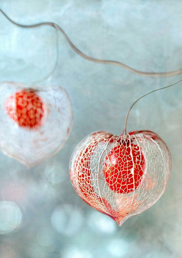 锦灯笼(chinese lantern ),学名酸浆又名姑娘儿,茄科酸浆属宿根草本